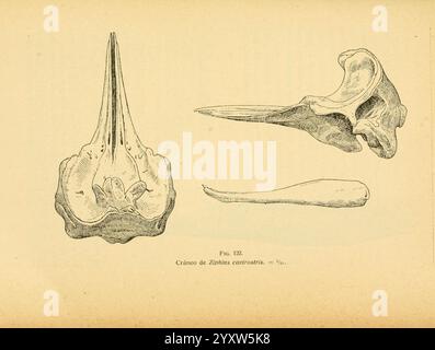 Fauna ibérica Mamíferos Madrid Museo Nacional de Ciencias Naturales 1914. Säugetiere Spanien Ziphius cavirostris Whale, die Abbildung zeigt drei unterschiedliche Skelettstrukturen, die speziell mit Meereslebewesen verwandt sind. Das oberste Exemplar scheint einer Wirbelsäule zu ähneln, die sich durch seine langgezogene und aufwendig gekrümmte Form auszeichnet, die auf eine Walart hinweist. Die mittlere Struktur ist länger und spitzer und repräsentiert möglicherweise ein Rostrum oder eine Schnauze eines Meeresbewohner, was Anpassungen für die Fütterung oder Navigation nahelegt. Die Bodenprobe weist eine breitere, abgeflachte Form auf, die möglicherweise auch Co Stockfoto