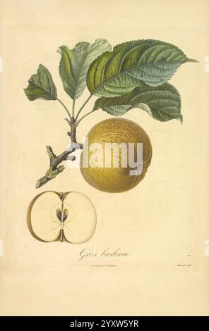 Pomologie francaise, Paris, Langlois et Leclercq, 1846, arbres fruitiers, Field Guides, Frankreich, Obstbäume, Obstkultur, Obst, Identifizierung, Pflanzen, Eine wissenschaftliche Illustration mit einer detaillierten Untersuchung eines fruchttragenden Zweiges mit einem runden, Reifen Apfel, die seine strukturierte Haut und markante Merkmale zeigt. Der Zweig ist mit üppig grünen Blättern geschmückt, die eine komplizierte Verehrung und natürliche Schattierungen zeigen. Unter dem Apfel zeigt ein Querschnitt die innere Struktur der Frucht und hebt die sternförmige Samenanordnung und das knusprige, helle Fruchtfleisch hervor. Der Titel unten zeigt die spe an Stockfoto