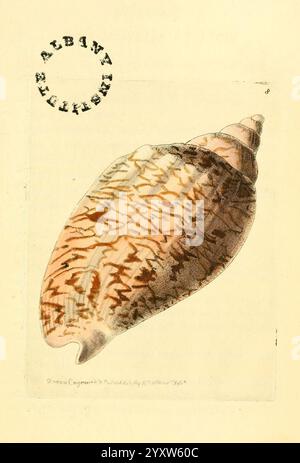 The zoological, miscellany London, gedruckt, von, B. McMillan, für E. Nodder & Son, und, verkauft, von, all, Buchhändler, 1814-1817, bildlich, Werke, Zoologie, eine wunderschön illustrierte Darstellung einer Meereshülle mit komplizierten Mustern und Texturen auf der Oberfläche. Das Gehäuse verfügt über eine Kombination aus weichen Kurven und scharfen Kanten, mit einer Mischung aus Erdtönen und detaillierten Markierungen, die seine natürliche Schönheit hervorheben. Die Illustration wird durch einen kreisförmigen Stempel ergänzt, der „Albintithes“ angibt und dem Stück eine Ebene von Authentizität und Bedeutung verleiht. In der Gesamtpräsentation wird das A hervorgehoben Stockfoto