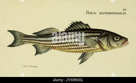 M. E. Blochii Systema ichthyologiae iconibus CX illustratum v.2 Berolini Sumtibus auctoris impressum et Bibliopolio Sanderiano commissum 1801 Fischbarsch ichthyology Fische Morone saxatilis Johann Friedrich Hennig Perca septentrionalis Gestreifter Bass, Eine fein illustrierte Darstellung der Fischart Perca septentrionalis, allgemein bekannt als Nordbarsch. Das Kunstwerk zeigt die charakteristischen Merkmale des Fischs, darunter seinen langgestreckten Körper, markante Rückenflossen und markante vertikale Streifen an den Seiten. Die komplizierten Details unterstreichen die Textur der Skalen und die Nuancen der fiction Stockfoto