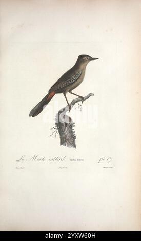 Histoire naturelle des oiseaux de l'Amérique Septentrionale, A Paris, Chez Desray, 1807, Birds, Nordamerika, Bildwerke., Eine wunderschön illustrierte Darstellung eines Vogels, gekennzeichnet durch seinen schlanken Körper und seine besonderen Merkmale. Der Vogel thront anmutig auf einem strukturierten Zweig und zeigt seine elegante Pose. Zu den bemerkenswerten Elementen gehören ein auffälliger Schwanz mit einem Hauch von Farbe und ein detailliertes Auge, das seinen Charme unterstreicht. Unterhalb der Abbildung wird der Text als „Le Merle Artbird“ bezeichnet und enthält zusätzliche Details zur Art und zu den Notizen des Künstlers, die einen klassischen Ornit-Stil widerspiegeln Stockfoto