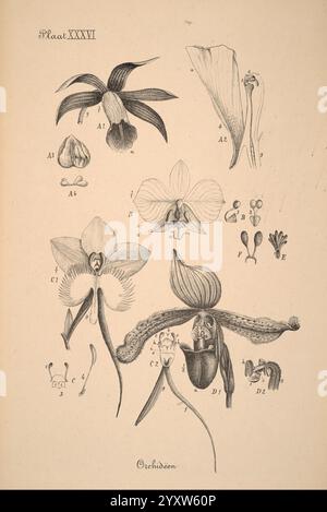 Plantenkunde voor Indie, Semarang, G. C. T. Van Dorp & Co, 1892, Indonesien, Pflanzen, zeigt die Abbildung eine Vielzahl von Orchideenarten, die sorgfältig detailliert sind, um ihre Besonderheiten hervorzuheben. Jeder beschriftete Abschnitt zeigt verschiedene Teile der Blüten, einschließlich Blütenblätter, Sepalen und Fortpflanzungsstrukturen. Die Anordnung umfasst sowohl Nahansichten als auch vollständige Darstellungen der Blüten, wodurch ein umfassendes Verständnis ihrer Anatomie ermöglicht wird. Die Vielfalt an Formen, Größen und Texturen veranschaulicht die Komplexität der Orchideen und unterstreicht ihre Schönheit und komplexe Struktur. Thi Stockfoto