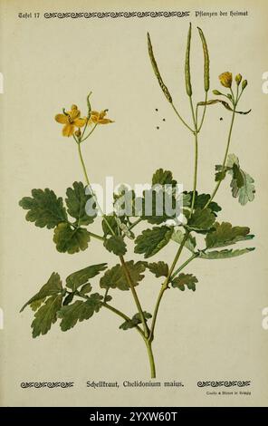 Pflanzen der Heimat Leipzig Quelle und Meyer 1913 Germany Pictorial Works Plants the New York Botanical Garden Chelidonium Majus, die Illustration zeigt eine Pflanze namens Chelidonium majus, gemeinhin als Greater Celandine bezeichnet. Sie zeigt eine detaillierte Darstellung der charakteristischen Merkmale der Pflanze: Die Blätter, die gelappt und ein leuchtendes Grün sind, und die leuchtend gelben Blüten, die auf den schlanken Stielen blühen. Die Pflanze wird mit akribischer Sorgfalt auf ihre botanischen Eigenschaften, einschließlich der Form und Anordnung ihrer Blätter und Blüten, zusammen mit Samenkapseln, die auf ihre hindeuten, gerettet Stockfoto