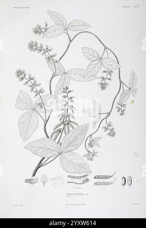 Tentamen, Florae, Abessinicae, Parisiis, Arthus, Bertrand, 1847–1851, zeigt die Abbildung eine detaillierte botanische Darstellung der Pflanze Jathropa hirsuta. Die zarten Kletterweben verflechten sich elegant und zeigen eine Vielzahl von Blattformen und -Größen. Die Zusammensetzung umfasst Blütenelemente und Samenkapseln, die einen Einblick in die Fortpflanzungseigenschaften der Pflanze bieten. Identifizierbare Merkmale wie die Schotenstruktur und die einzelnen Samen werden sorgfältig dargestellt, wodurch die komplizierten Details der Art hervorgehoben werden. Das Gesamtlayout unterstreicht die natürliche Schönheit und Komplexität dieser Situation Stockfoto