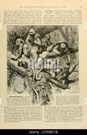 Brehms Leben der Tiere, Chicago, Marquis, 1895, Affe, Säugetiere, Tierverhalten Hanuman langur, Northern Plains Grey langur, Semnopithecus entellus, diese Illustration zeigt eine Gruppe von Affen, oft als „hundeförmige Affen“ bezeichnet, die auf einem Baumzweig thront. Sie zeigen eine Reihe von Posen, die ihre besonderen Merkmale und ausdrucksstarken Gesichter zeigen. Die Szene erfasst das natürliche Verhalten dieser Primaten in ihrem Lebensraum. Der Begleittext deutet darauf hin, dass sie in bestimmten Glaubensrichtungen eine bedeutende kulturelle oder sakrale Bedeutung haben. Die Feinheiten der Zweige des Baumes bilden einen detaillierten Hintergrund, Stockfoto