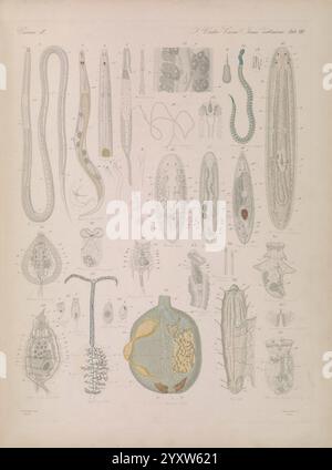 Icones zootomicae, Leipzig, W. Engelmann, 1857. Atlanten, Anatomie, Vergleich, diese komplizierte Illustration zeigt eine Vielzahl mikroskopischer Organismen und hebt ihre einzigartigen Formen und Details hervor. Das Stück zeigt langgezogene Strukturen, die Würmern und verschiedenen anderen Mikroorganismen ähneln, was die Vielfalt der Lebensformen auf mikroskopischer Ebene demonstriert. Jeder Organismus ist sorgfältig gekennzeichnet, was einen Einblick in seine wissenschaftliche Klassifizierung gibt. Dekorative Elemente und künstlerische Verzierungen verstärken den visuellen Reiz, während die Anordnung einen systematischen Ansatz zur Untersuchung dieser Dose widerspiegelt Stockfoto