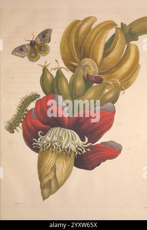 Metamorphosis Insectorum Surinamensium Amsterdam voor den auteur als ook von G. Valck 1705 Botanik Insekten Bildwerke Suriname Frauen in der Wissenschaft Maria Sibylla Merian Motte Insektenentomologie Raupen Cocoon Kokons Fruchtfrüchte Pre-Linnean Werke Arthropoda Arthropode Maria Sibylla Merian Q62530 Q62530.jpg, Eine lebendige Darstellung einer Bananenpflanze mit ihren unverwechselbaren Blüten und unreifen Früchten. Die Pflanze hat üppiges, grünes Laub, mit einer Bananengruppe, die gut sichtbar ist. Zu den Bananen gehört eine auffällige rote Blume, die mit komplizierten Details verziert ist Stockfoto