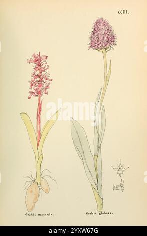 Blumen, Engadine, Winchester, Gedruckt, Autor Warren, Sohn, 1891, Engadine, Blumen, Bildwerke, Pflanzen, Schweiz, die Abbildung zeigt zwei verschiedene Orchideenarten. Auf der linken Seite ist **Orchis mascula**, gekennzeichnet durch ihre hohen Spitzen, die mit leuchtenden rosa Blüten verziert sind, neben ihren markanten Wurzelknochen dargestellt. Die rechte Seite zeigt **Orchis globosa**, eine runde Ansammlung kleinerer, dicht gepackter lila Blüten auf einem ähnlich langen Stiel. Beide Pflanzen sind mit langen Blättern dargestellt, die ihre natürliche Form und Schönheit betonen. Detaillierte Anmerkung Stockfoto