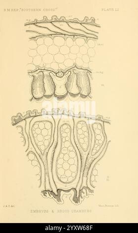 Bericht, auf, die, Sammlungen, von, natürlich, Geschichte, hergestellt, in, die, Antarktis, Regionen, während, während der Reise der Southern Cross, London, 1902, Antarktis, Botanik, Zoologie, Wissenschaft, Expeditionen, Süd, Kreuz, Schiff, zeigt die Abbildung einen detaillierten Querschnitt von Embryonen und Brutkammern, der verschiedene Entwicklungsstadien zeigt. Der obere Abschnitt zeigt dicht gepackte Zellen, die wahrscheinlich eine frühe Embryonalentwicklung darstellen. Darunter zeigt eine strukturiertere Anordnung von Brutkammern die komplizierten Muster und Kompartimente, die mit der Reproduktionsbiologie assoziiert sind. Labels hoch Stockfoto