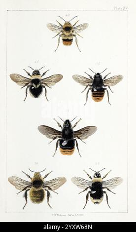 British, Bees, London, L. Reeve & Co, 1866, Bees, Großbritannien, Hymenoptera, diese detaillierte Abbildung zeigt eine Vielzahl von Bienen, die ihre einzigartigen physikalischen Eigenschaften hervorheben. Jede Probe ist als Referenz nummeriert, wobei sechs verschiedene Typen angezeigt werden. Das Arrangement besteht aus Bienen mit unterschiedlichen Körpermustern und Farben, darunter einige mit markanten Streifen und andere mit gedämpften Tönen. Die Abbildung betont die komplizierten Details der Flügel, Antennen und Körperstrukturen und bietet eine wissenschaftliche Studie dieser wichtigen Bestäuber. Beschriftungen enthalten Identifikationsnummer Stockfoto