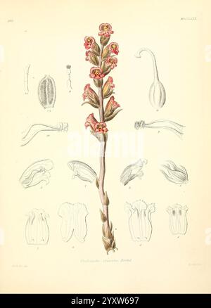 Icones florae Germanicae et Helveticae, Simul Pedemontanae, Tirolensis, Istriacae, Dalmaticae, Austriacae, Hungaricae, Transylvanicae, Moravicae, Borussicae, Holsaticae, Belgicae, Hollandicae, ergo Mediae Europae. Lipsiae, F. Hofmeister 1834-1912. [v. 1, 1850], Europa, Bildwerke, Pflanzen, diese Illustration zeigt die detaillierte botanische Darstellung der Orchis mascula, allgemein bekannt als die frühe Purple Orchid. Der zentrale Stiel zeigt eine Gruppe rosa und violette Blüten, die komplizierte Blütenblätter und einzigartige Markierungen aufweisen. Um die Hauptpflanzendarstellung herum sind mehrere kleine Stockfoto