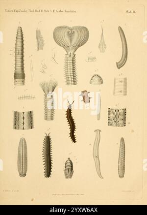 Reise der österreichischen Fregatte Novara Wien, Kaiserlich, 1861-75., diese Illustration zeigt eine Sammlung detaillierter wissenschaftlicher Zeichnungen verschiedener Ringellidenarten, die ihre einzigartigen anatomischen Strukturen zeigen. Die Proben sind methodisch angeordnet und jeweils mit einer entsprechenden Nummer als Referenz gekennzeichnet. Das Kunstwerk hebt die Vielfalt innerhalb des ringeliden Phylums hervor, einschließlich segmentierter Körper, Setae und verschiedener morphologischer Anpassungen. Jede Figur zeigt komplizierte Texturen und Formen und bietet einen faszinierenden Einblick in die Komplexität dieser segmentierten Würmer und ihrer verschiedenen Stockfoto