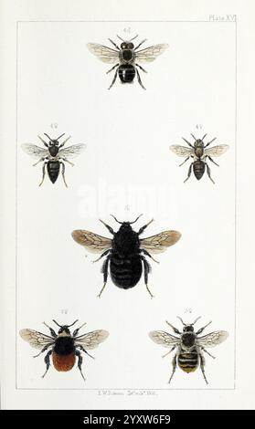 British Bees, London, L. Reeve & Co, 1866, Bees, Großbritannien, Hymenoptera, William, Eine Sammlung detaillierter Illustrationen, die verschiedene Bienenarten zeigen, jede zur Identifizierung nummeriert. Das Kunstwerk weist unterschiedliche Merkmale jeder Biene auf, die ihre einzigartigen physischen Eigenschaften wie Körperform, Größe und Färbung hervorheben. Das Arrangement enthält eine markante Darstellung einer größeren Biene in der Mitte, umgeben von kleineren Darstellungen, die die Vielfalt innerhalb dieser wichtigen Gruppe von Bestäubern unterstreichen. Jedes Exemplar wird akribisch gerendert, was zu einem umfassenden stu beiträgt Stockfoto