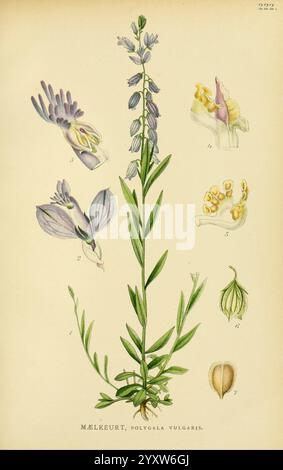 Billeder af Nordens Flora, København, G.E.C. Gad, 1901-1903 [d. h. 1907], Pictorial Works, Pflanzen, Skandinavien, Eine detaillierte botanische Illustration der Pflanze Mælkeurt, wissenschaftlich bekannt als Polygala vulgaris. Die zentrale Darstellung zeigt den schlanken grünen Stiel der Pflanze, der mit langen Blättern verziert ist. Um die Hauptfigur herum befinden sich mehrere kleinere Illustrationen, die verschiedene Blumenstrukturen, einschließlich Blüten und Samenkapseln, hervorheben. Diese detaillierten Darstellungen betonen die einzigartige Morphologie der Pflanze mit zarten Blütenblättern und charakteristischen Fortpflanzungsmerkmalen. Die Kompositionskontrolle Stockfoto
