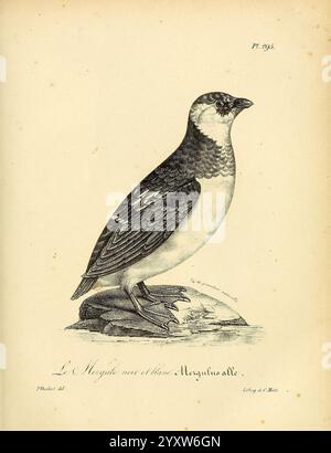 La galerie des oiseaux, Paris, Carpentier-Méricourt, 1834, Vögel, Bildwerke, Eine detaillierte Illustration eines Pinguins, die seine charakteristischen Merkmale wie den schlanken schwarzen Oberkörper und den kontrastierenden weißen Unterbauch zeigen. Der Vogel steht aufrecht auf einem kleinen Felsen und bietet eine Profilansicht, die seine einzigartigen Markierungen und glatten Konturen hervorhebt. Unterhalb der Abbildung wird der Pinguin als „Le Morgane noir et blanc“ bezeichnet, zusammen mit Informationen über seine Klassifizierung und einem dekorativen Banner. Die eleganten Linien und die Liebe zum Detail unterstreichen die anmutige Form des Pinguins und Stockfoto