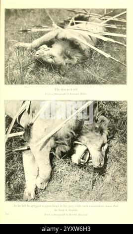 Afrikanische Wildwege, 1910, Jagd, Uganda, Beschreibung und Reise, Afrika Ost, zwei eng voneinander entfernte Bilder veranschaulichen die Folgen des Sturzes eines Löwen. Das obere Bild zeigt den Löwen, der sich auf dem Boden ausgebreitet hat, umgeben von verstreuter Vegetation, und betont seine massive Größe und majestätische Anatomie. Das untere Bild zeigt eine intimere Ansicht und fokussiert auf den Kopf des Löwen. Sein mächtiger Kiefer ist um einen Speer geballt und zeigt den Kampf und die Wildheit des Tieres. Die Bilder vermitteln ein Gefühl der ungezähmten Natur und der rauen Realität des Lebens in der Wildnis, was sowohl die Stärke des Löwen als auch die Stärke des Löwen unterstreicht Stockfoto