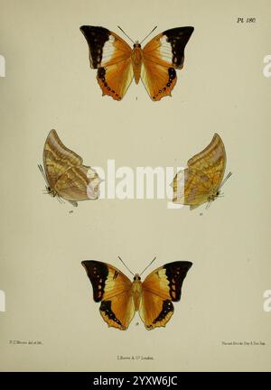 Lepidoptera indica. London, 1890-1913. Indien, Lepidoptera, Frederic C. Moore, die Illustration zeigt eine Sammlung von vier verschiedenen Schmetterlingen, die jeweils einzigartige Muster und Farben zeigen. Oben sind zwei Schmetterlinge mit vollständig ausgebreiteten Flügeln zu sehen, die ihre lebhafte Färbung und ihre komplizierten Designs hervorheben. Unter ihnen sind zwei weitere Schmetterlinge mit geschlossenen Flügeln abgebildet, die die subtilen Farbtöne und Texturen auf der Unterseite freigeben. Diese Anordnung unterstreicht die Vielfalt der Schmetterlingsarten und veranschaulicht ihre Schönheit und Komplexität. Jede Probe ist mit Contribu beschriftet Stockfoto