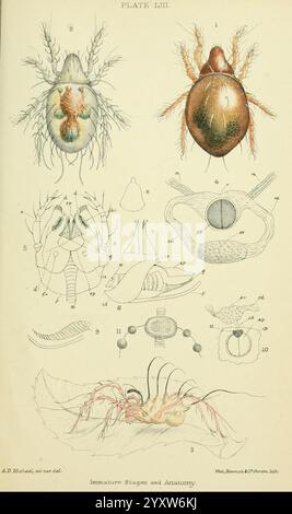 British Oribatidae, London, The Ray Society, 1884-1888. Großbritannien, Milben, Arachnida, Oribatidae, die Illustration zeigt eine Vielzahl detaillierter Darstellungen von Milben und ihren anatomischen Strukturen. Oben zeigen die beschrifteten Figuren verschiedene Ansichten der Milben, einschließlich ihrer dorsalen und ventralen Seiten, und betonen komplizierte Merkmale wie Körpersegmentierung und Anhängsel. Im Folgenden werden verschiedene Entwicklungsstadien und spezielle anatomische Komponenten dargestellt, die die Komplexität ihrer Morphologie veranschaulichen. Hervorzuheben ist die detaillierte Darstellung von Mundteilen und Sensoren Stockfoto