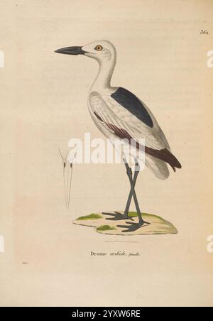 Nouveau Recueil de Planches Coloriées D'oiseaux A Strasbourg Chez Légras Imbert et Comp 1838 Birds Pictorial Works, Ein anmutiger Storch steht elegant auf einem Grasfeld und zeigt ein markantes Gefieder mit weißen Federn, die von tiefschwarzen Markierungen auf seinen Flügeln kontrastiert werden. Die langen, schlanken Beine und der scharf zugespitzte Schnabel heben die Anpassungen für das Waten in flachen Gewässern hervor. Begleitet wird der Storch durch eine detaillierte Darstellung seines Kopfes, die die einzigartigen Merkmale seines Schnabels betont. Die Umgebung ist ruhig und vermittelt ein Gefühl von natürlicher Schönheit und Ruhe, die an die friedlichen Lebensräume erinnern, in denen es sich um einen ruhigen Ort handelt Stockfoto