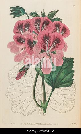 Geraniaceae, London, gedruckt für James Ridgway, Piccadilly, 1820-1830, 19. Jahrhundert, Eine wunderschön illustrierte botanische Studie mit einer Ansammlung rosa Geranie, die ihre zarten Blüten und komplizierten Details zeigt. Die Blätter sind breit und strukturiert, was einen auffälligen Kontrast zu den lebhaften Blüten bildet. Diese Darstellung fängt die Eleganz und natürliche Schönheit der Geranie ein und hebt sowohl die Kunst der botanischen Illustration als auch den Charme dieser beliebten Pflanze hervor. Stockfoto