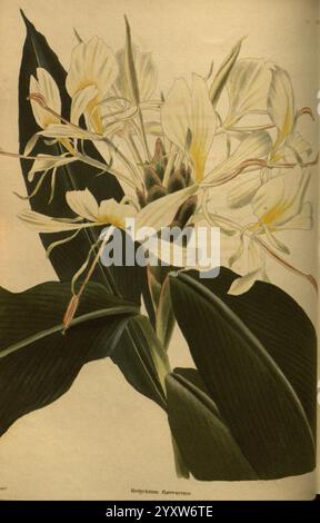 Das Botanische Kabinett, London, John, Arthur, Arch, 1817–1833, Eine wunderschön dargestellte Darstellung des Hedychium gardnerianum, allgemein bekannt als die Ingwerlilie. Die Komposition zeigt die üppig grünen Blätter der Pflanze, die die markante Gruppe von zarten weißen Blüten umgeben. Jede Blüte hat dezente gelbe Akzente, die der Gesamtpräsentation Wärme verleihen. Die komplizierten Details der Blütenblätter und die reichhaltige Textur des Laubs unterstreichen die natürliche Eleganz dieser tropischen Pflanze und laden zu Bewunderung für ihre botanische Schönheit ein. Stockfoto