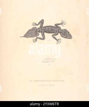 Journal de la Navigation autour du Globe, de la frégate La Thétis et de la corvette L'Espérance, Anhänger les années 1824, 1825 et 1826, Paris, A. Bertrand, 1837. Beschreibung, Reise, L'Espérance Corvette, wissenschaftliche Expeditionen, Südamerika, Thétis Fregatte, Reisen um die Welt, die Illustration zeigt eine detaillierte anatomische Untersuchung einer Eidechse, insbesondere einer Sorte, die als *Thecadactylus peltatus* bekannt ist. Sie zeigt die Echse in einer Seitenansicht und hebt ihre einzigartigen Merkmale hervor, wie die charakteristische Form von Kopf, Gliedmaßen und Schwanz. Unterhalb der Hauptdarstellung befindet sich eine kleinere Einfügung dieser App Stockfoto