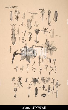 Plantenkunde voor Indië, Semarang, G. C. T. Van Dorp & Co, 1892, Indonesien, Plants, eine komplizierte Illustration, die eine Vielzahl von botanischen Exemplaren zeigt, methodisch mit beschrifteten Buchstaben zur Identifizierung organisiert. Die Komposition enthält detaillierte Darstellungen verschiedener Blüten, Stiele und Fortpflanzungsstrukturen, die alle sorgfältig dargestellt werden, um die einzigartigen Eigenschaften jeder Pflanze hervorzuheben. Die Illustration zeigt eine markante Blume in der Mitte, umgeben von verschiedenen floralen Teilen wie Blütenblättern, Staubblättern und Blütenstempeln, was den pädagogischen Aspekt der botanischen Studie unterstreicht. Das l Stockfoto