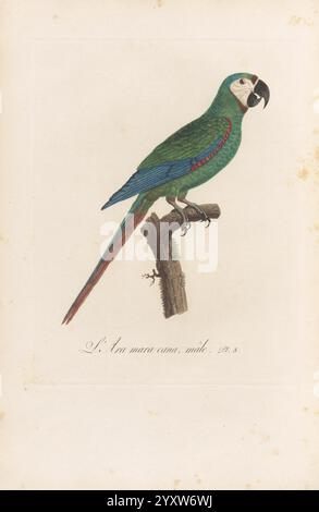 Histoire naturelle des perroquets, A Paris, chez Levrault, an IX (1801)-an XIII (1805), Ein wunderschön illustrierter Papagei, der auf einem schmalen Ast thront. Der Vogel zeigt ein lebendiges Gefieder mit einer Mischung aus tiefgrünen und auffälligen blauen Federn an den Flügeln, ergänzt durch einen kräftigen roten Schwanz. Der unverwechselbare schwarze Schirm hebt sich von der farbenfrohen Karosserie ab. Unterhalb des Papageiens gibt eine handschriftliche Notiz seinen Namen an, was darauf hindeutet, dass er zur Art Ara macao gehört, die allgemein als Scharlach bekannt ist. Der Hintergrund ist dezent und neutral, sodass die lebendigen Farben des Papageiens die Aufmerksamkeit des Betrachters auf sich ziehen. Stockfoto