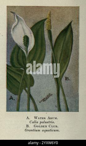 Wild, Blumen, östlich, von, Rockies, New York, 1910, USA, Wildblumen, die Abbildung zeigt zwei verschiedene Wasserpflanzen, die jeweils zur Identifizierung gekennzeichnet sind. Auf der linken Seite ist das „Water Arum“ (Calla palustris) mit seiner markanten weißen Blüte dargestellt, die sich elegant über breiten grünen Blättern kräuselt. Auf der rechten Seite befindet sich der Golden Club (Orontium aquaticum), der sich durch seinen langen gelben Blütenstachel und die schlanken grünen Stiele auszeichnet. Beide Pflanzen gedeihen in Feuchtgebieten und zeigen ihre einzigartigen Anpassungen und Schönheit in aquatischen Ökosystemen. Stockfoto