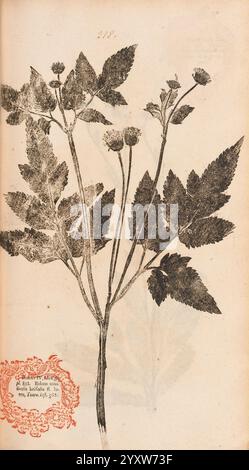 Flora Berolinensis, Berlin, die Schule, 1757-1758, Bidens frondosa, Berlin, Botanik, Deutschland, Naturdrucke, Bildwerke, Pflanzen, Exemplare, eine komplexe botanische Illustration zeigt eine zarte Pflanze mit mehreren Stämmen und Blättern. Die Blätter haben eine ausgeprägte Form mit gezackten Kanten, während kleine, knospende Blüten an der Spitze der Stiele zu sehen sind. Die Abbildung ist detailliert und hebt die Texturen der Blätter und der Blütenknospen hervor. In der Ecke bietet ein dekoratives Emblem zusätzlichen Kontext, das möglicherweise die Quelle oder den Titel dieser Pflanzenstudie angibt. Die Gesamtkompo Stockfoto