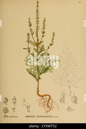 Amerikanisch, Medizinisch, Pflanzen, New York, Boericke & Tafel, c1887, Botanik, Medizin, USA, Ambrosia Artemisiifolia, medizinische Botanik, die Abbildung zeigt eine detaillierte botanische Darstellung von Ambrosia artemisiifolia, allgemein bekannt als Ragweed. Die Hauptpflanze ist aufrecht dargestellt und zeigt ihre charakteristischen gezackten Blätter und langen Blütenspitzen. Die Pflanze ist mit Skizzen verschiedener Teile versehen, einschließlich der Wurzeln, Blüten und einer Übersicht über die Fortpflanzungsstrukturen. In dieser lehrreichen Darstellung werden die anatomischen Merkmale hervorgehoben, die für die Identifizierung des unerlässlich sind Stockfoto