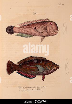 Atlas zu der Reise im nördlichen Afrika, Frankfurt am Main, Gedruckt und in Commission bei Heinr. Ludw. Brönner, 1826-1828, Rotes Meer, Fische, Zoologie, Meerestiere, Afrika Nord, das Kunstwerk zeigt zwei verschiedene Fischarten, die mit viel Liebe zum Detail detailreich illustriert werden. Der oberste Fisch zeigt einen schlanken Körper mit einem markanten Kopf, der einen subtilen Farbverlauf entlang der Skala mit auffälligen roten Akzenten in der Nähe des Auges zeigt. Die Lamellen sind elegant gestreckt und tragen zu ihrem stromlinienförmigen Erscheinungsbild bei. Stockfoto