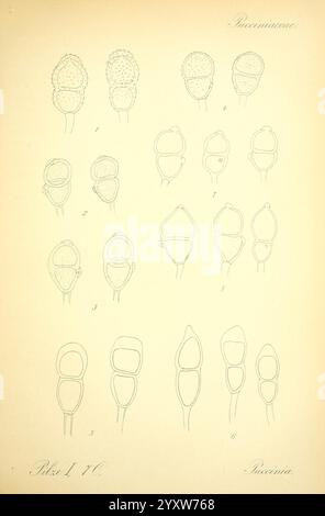 Prof. Dr. Thome's Flora von Deutschland, Österreich und der Schweiz, in Wort und Bild, für Schule und Haus, mit Tafeln von Walter Müller. Gera-Untermhaus, F.E. Khler, 1886-1934, Österreich, Botanik, Cryptogamia, Cryptogams, Floras, Deutschland, Pflanzen, Schweiz, Pilze, Eine Reihe detaillierter Illustrationen, die verschiedene Formen der Puccinia-Pilze darstellen, in einem Gittermuster angeordnet. Die obere Hälfte zeigt zahlreiche Stufen oder Variationen von Fruchtkörpern, die ihre unterschiedlichen Formen und Strukturen zeigen. Jede beschriftete Abbildung hebt die Unterschiede zwischen den Proben hervor und hebt Merkmale wie das A hervor Stockfoto