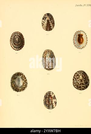 Conchologia Iconica oder Illustrations of the Muscheln of Molluscan Animals, London, Reeve, Brothers, 1843-1878, Weichtiere, Bildwerke, Muscheln, Eine Sammlung detaillierter Illustrationen mit verschiedenen Muschelarten, die ihre komplizierten Muster und Texturen zeigen. Jede Schale wird in einer präzisen Anordnung angezeigt, wobei ihre einzigartige Form und Farbe hervorgehoben wird. Die Proben sind nummeriert und beschriftet, wobei ihre spezifische Klassifizierung angegeben ist. Die Vielfalt spiegelt die Vielfalt der Meereslebewesen wider. Die Designs reichen von gestreiften und gesprenkelten bis hin zu glatten und gerippten Oberflächen, die die Schönheit betonen Stockfoto