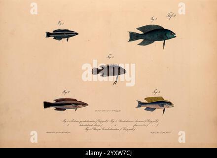 Neue Wirbelthiere zu der Fauna von Abyssinien gehörig, Frankfurt am Main, S. Schmerber, 1835-1840, Animals, Redsea, Identifizierung, äthiopien, Zoologie, Klassifizierung, Meeresfische, Eine Sammlung von illustrierten Fischexemplaren, die eine Vielzahl von Arten in einem systematischen Layout zeigen. Jeder Fisch verfügt über besondere anatomische Merkmale und eine lebhafte Farbgebung, die die Vielfalt in Form und Größe unterstreicht. Die Illustrationen werden von Hand mit wissenschaftlichen Bezeichnungen, Klassifizierungen und beschreibenden Notizen begleitet, die eine akribische Untersuchung der Meereslebewesen widerspiegeln. Diese Komposition hig Stockfoto