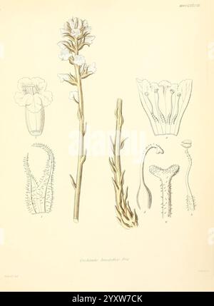 Icones florae Germanicae, Helveticae, Pedemontanae, Tirolensis, Istriacae, Dalmaticae, Austriacae, Hungaricae, Transylvanicae, Moravicae, Borussicae, Holsaticae, Belgicae, Hollandicae, Mediae Europae. Lipsiae, F. Hofmeister, 1834-1912. [v. 1, 1850], Europa, Bildwerke, Pflanzen, die Abbildung zeigt eine detaillierte botanische Untersuchung der Orchideenarten, insbesondere *Corydalis incisa*. Auf der linken Seite zeigt sich die blühende Pflanze mit ihrem schlanken Stamm und ihren zarten Blüten. Neben der Pflanze zeigen verschiedene Skizzen einzelne florale Bestandteile, darunter die Anordnung von p Stockfoto