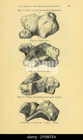 The Quarterly Journal of the Geological Society of London, v. 30 (1874), London, Geologie, Periodika, eine Illustration, die verschiedene Ansichten des Astragalus-Knochens des Dinosauriers Iguanodon zeigt. Die detaillierten Zahlen zeigen Stockfoto