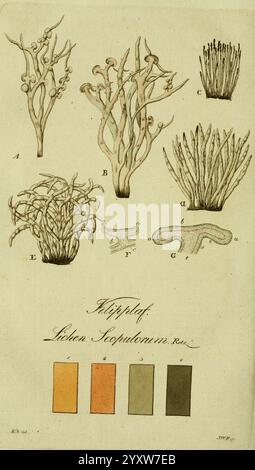 Svenska, Lafvarnas, färghistoria, Stockholm, Tryckt, hos, C. Delén, 1805-[1809], Flechten, copulorum, diese Illustration zeigt eine Reihe botanischer Studien, die verschiedene Arten von Meeresalgen zeigen. Die beschrifteten Proben enthalten Formen, die Ästen ähneln, und zarte Fronds, was die Vielfalt der Struktur und Form der verschiedenen Exemplare unterstreicht. Jedes Exemplar ist akribisch detailliert und zeigt komplizierte Muster und Texturen. Unterhalb der botanischen Darstellungen befindet sich eine Farbpalette aus vier Farbtönen, die wahrscheinlich verwendet werden, um die natürlichen Farben von Algen darzustellen, von warm bis zu Stockfoto