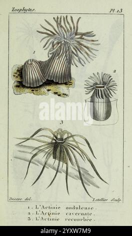 Atlas des zoophytes, Paris, Roret, libraire rue Hautefeuille, au Coin de celle du battoir, annelida, Atlanten, Cnidaria, Echinodermata, Aale, Helminthen, Würmer und Anneliden sind eine Serie von drei Illustrationen von Meeresanemonen, allgemein bekannt als Actinia, die unter dem Begriff „Zoophyten“ kategorisiert werden. Jede Probe weist unterschiedliche Merkmale auf Stockfoto