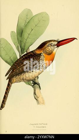 Eine Auswahl der Vögel von Brasilien und Mexiko, die Zeichnungen 1841, Vögel, Brasilien, Mexiko, Bildwerke, Nystalus maculatus, Spot-back Puffbird, William Swainson, Ornithologie, ein Langschnabel-Puffvogel thront elegant auf einem Zweig und zeigt seine unverwechselbaren Merkmale. Der Vogel hat einen auffälligen runden Kopf mit komplizierten Federmustern, die Braun- und Orangetöne kombinieren. Sein leuchtender roter Schnabel hebt sich deutlich von seinem Gefieder ab, während seine großen, ausdrucksstarken Augen zu seinem charmanten Aussehen beitragen. Im Hintergrund betonen üppig grüne Blätter den natürlichen Lebensraum des Vogels und schaffen eine Harmonie Stockfoto