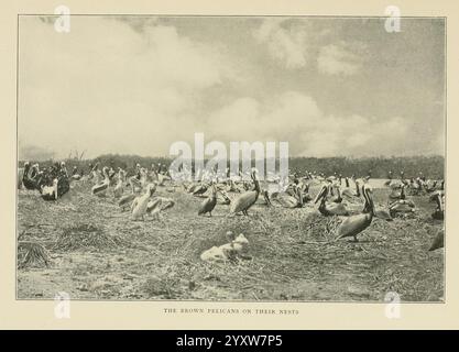 Wild Wings, Boston, Houghton, Mifflin & Company [um 1905], Vögel, Fotografien von Vögeln. Eine große Schar von Gänsen versammelt sich auf einer weiten Fläche, umgeben von karger Vegetation und Grasflecken. Die Szene fängt die ruhige und dennoch lebendige Atmosphäre ein, während die Vögel verschiedene Aktivitäten ausüben – einige ruhen sich aus, während andere scheinbar auf Nahrungssuche oder Interaktion miteinander zu sein scheinen. Im Hintergrund erstreckt sich eine sanfte, sanfte Landschaft, die auf den natürlichen Lebensraum hinweist, der diese Versammlung unterstützt. Der Himmel darüber ist von weichen Wolken gespickt, die zur ruhigen Umgebung dieses Vogelgas beitragen Stockfoto