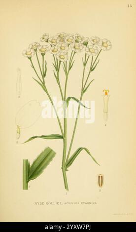 Billeder af nordens Flora. v.1, København, G.E.C. Gad's Forlag, 1917-1927, Pflanzen, Finnland, Skandinavien, der New York Botanical Garden, Bildwerke, Achillea ptarmica, die Abbildung zeigt eine zarte blühende Pflanze, die als Achillea ptarmica identifiziert wurde, allgemein bekannt als Niesenkraut. Die Pflanze ist mit schlanken, langgezogenen Stämmen dargestellt, die Gruppen kleiner, weißer Kompositblumen mit gelben Mittelpunkten unterstützen. Die Hauptabbildung umgibt detaillierte Zeichnungen verschiedener Pflanzenteile, einschließlich eines Blattes, einer Blütenknospe und einzelner Blütenstrukturen, die jeweils numerisch als Referenz gekennzeichnet sind. Stockfoto