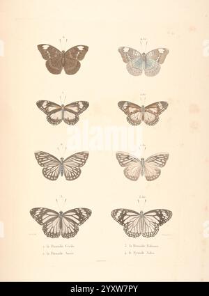 Journal de la Navigation autour du Globe, de la frégate La Thétis et de la corvette L'Espérance, Anhänger les années 1824, 1825 et 1826, Paris, A. Bertrand, 1837. Beschreibung, Reise, L'Espérance Corvette, wissenschaftliche Expeditionen, Südamerika, Thétis Fregatte, Reisen um die Welt, Eine Sammlung von detailreichen Illustrationen, die verschiedene Schmetterlingsarten zeigen. Es werden unterschiedliche Ansichten der einzelnen Schmetterlinge angezeigt, die ihre einzigartigen Flügelmuster und -Farben hervorheben. Das Arrangement umfasst Schmetterlinge mit Namen wie „la danseuse Cerise“, „la danseuse Azur“, „la Danse“ Stockfoto