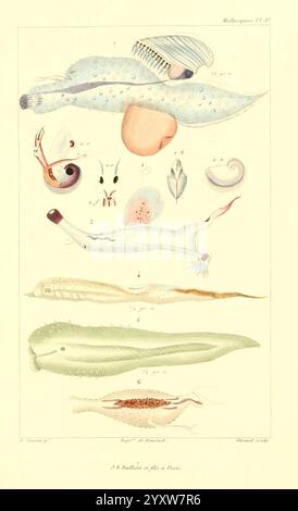 Les Mollusques, Paris, J. B. Baillière, 1868, Mollusken, Klassifizierung, Eine Sammlung verschiedener Meereslebewesen, die in organisierter Weise gezeigt werden und eine Vielzahl von Formen und Eigenschaften zeigen. Der obere Teil zeigt langgezogene, durchscheinende Organismen, die Tintenfischen und anderen Kopffüßern ähneln, komplett mit komplizierten Details ihrer Anatomie. Unten sind kleinere Lebewesen dargestellt, darunter Garnelen-ähnliche Organismen und verschiedene mikroskopische Elemente, die jeweils mit Zahlen zur Identifizierung gekennzeichnet sind. Das Arrangement betont die Vielfalt und Komplexität des Lebens unter der Meeresoberfläche, h Stockfoto