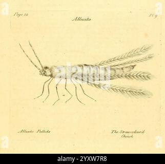 Ein Jahrzehnt neugieriger Insekten London, gedruckt für den Autor in der St. James's Street und verkauft von B. White in der Fleet-Street P. Elmsly im Strand Parker in Cornhill Baldwin in der Pater-Noster-Row Ridley St. James's Street und J. 1773 Insekten Mikroskope, eine detailreiche Illustration einer Garnelen-ähnlichen Meeresbewohner mit langen Antennen und einem segmentierten Körper. Die Anhängsel sind zart gerendert und zeigen feine Haare entlang des Schwanzes, der mit fächerähnlichen Details verziert ist. Die Kreatur trägt die Aufschrift „Allustia“ an der Spitze, darunter der Name „Allustia pallida“ Stockfoto