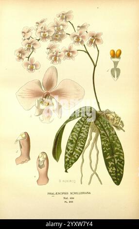 Lieblings-, Blumen-, Garten- und Greenhouse, London und New York, Frederick, Warne, &, Co, 1896-97, Frankreich, 19. Jahrhundert, Ikonen, Blumenzucht, Chromolithographie, Pflanzen, Zierpflanzen, diese Illustration zeigt die Phalaenopsis schilleriana, allgemein bekannt als die Schmetterlingsorchidee. Die Darstellung zeigt eine markante Blume in der Mitte, die von zarten rosa Blüten und einem auffälligen gelb-weißen Zentrum gekennzeichnet ist. Die Hauptblume umgibt detaillierte Zeichnungen verschiedener Komponenten, darunter ein Blatt mit einem charakteristischen Muster und Nahaufnahmen der Fortpflanzungsteile der Pflanze. Die s Stockfoto