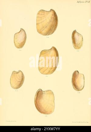 Conchologia Iconica oder Illustrationen der Muscheln von Weichtieren, London, Reeve Brothers, 1843-1878, Weichtiere, Bildwerke, Muscheln, diese Illustration zeigt eine Vielzahl einzigartiger Schalenformen, die mehrere Exemplare in einem Raster darstellen. Jede Schale ist detailreich und hebt die glatten Kurven und natürlichen Streifen hervor, die ihre Oberflächen charakterisieren. Die Schalen variieren in Größe und Form, wobei einige länger wirken, während andere runder sind. Die Anordnung ermöglicht einen Vergleich ihrer Besonderheiten und zeigt die Schönheit und Vielfalt der Meereslebewesen. T Stockfoto