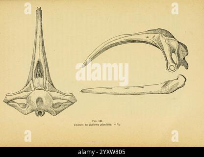 Fauna ibérica, Mamíferos Madrid, Museo Nacional de Ciencias Naturales, 1914, Säugetiere, Spanien, Balaenoptera glazialis, Wale, die Abbildung zeigt zwei unterschiedliche Walschädelstrukturen. Der obere Abschnitt zeigt einen stromlinienförmigen, langgestreckten Schädel, der für bestimmte Meeressäuger charakteristisch ist und ein ausgeprägtes Rostrum zeigt, das Anpassungen an die Wasserwelt suggeriert. Der untere Abschnitt weist einen kompakteren und robusteren Knochen auf, der wahrscheinlich eine andere Spezies darstellt, mit einer ausgeprägten Krümmung, die auf eine Funktion in Bezug auf die Fütterung oder Echolokation hindeutet. Die detaillierten Etiketten zeigen beide Teile an Stockfoto