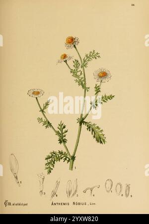 Amerikanisch, medizinisch, Pflanzen, New York, Boericke & Tafel, c1887, Botanik, Medizin, Vereinigte Staaten, Chamaemelum nobile, medizinisch, Botanik, Eine botanische Illustration, die eine blühende Pflanze darstellt, insbesondere Anthemis Nobilis, allgemein bekannt als römische Kamille. Das Bild zeigt eine detaillierte Darstellung der Pflanze mit mehreren Gänseblümchen-ähnlichen Blüten mit gelben Mittelpunkten und weißen Blütenblättern. Die Stiele sind schlank und grün, mit fein geteilten, gefiederten Blättern verziert. Unter der Hauptdarstellung sind kleinere, beschriftete Skizzen verschiedener Pflanzenteile, einschließlich Blütenarten und Samenstrukturen, zu sehen. Stockfoto