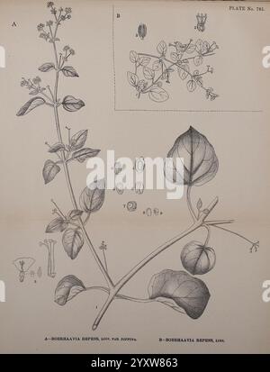 Indische Heilpflanzen Bahadurganj, Indien, Sudhindra Nath Basu, Büro Pâninî, 1918, Botanik, Botanik Medizin, indien, Pflanzen, Stämme, Blätter, Blüten, diese Illustration zeigt detaillierte botanische Darstellungen von Boerhaavia repens, einer krautigen Pflanze, die für ihre weitläufigen Stämme und charakteristischen Blätter bekannt ist. Der zentrale Teil der Komposition zeigt das komplizierte Laub und die Blumenstruktur der Pflanze, einschließlich der Blätter und Blüten mit präzisen Beschriftungen. In der Einlage werden zusätzliche Elemente wie Obst- und Blumenteile dargestellt, die einen umfassenden Blick auf die m der Pflanze bieten Stockfoto